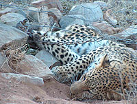 Ban gin-traps NOW!!!